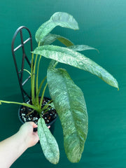 Epipremnum giganteum variegata