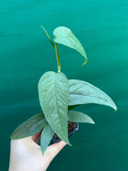 Epipremnum Pinnatum Cebu Blue