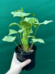 Syngonium 'Silver Pearl'