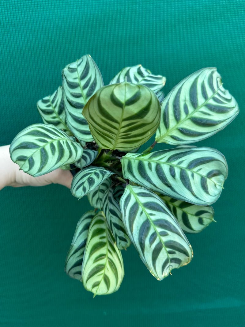 Ctnenanthe ‘Burle-Marxii’