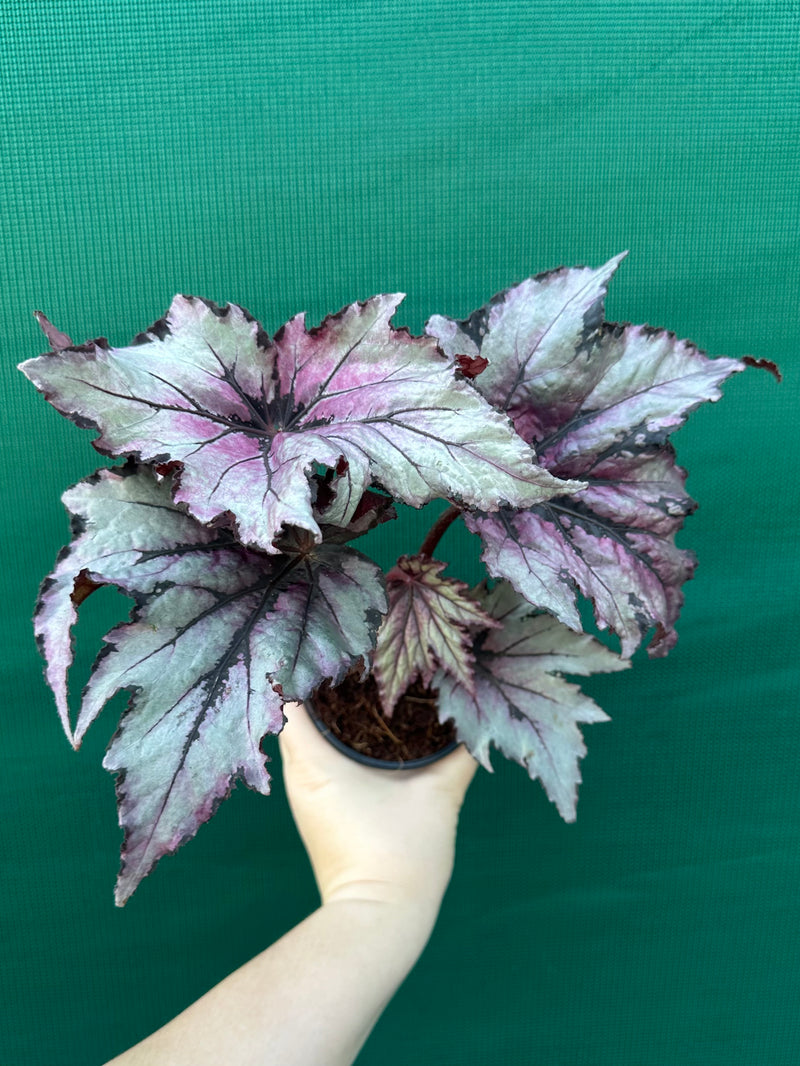 Begonia ‘Serpent’ NEW