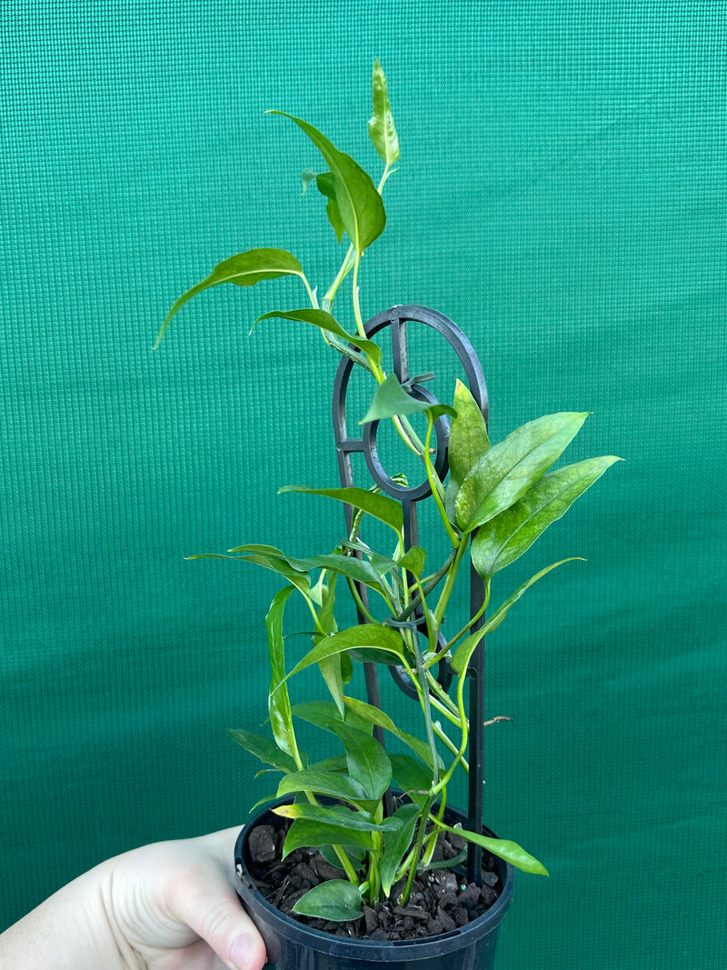 Epipremnum Pinnatum ‘Skeleton Key’ NEW