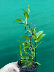 Epipremnum Pinnatum ‘Skeleton Key’ NEW