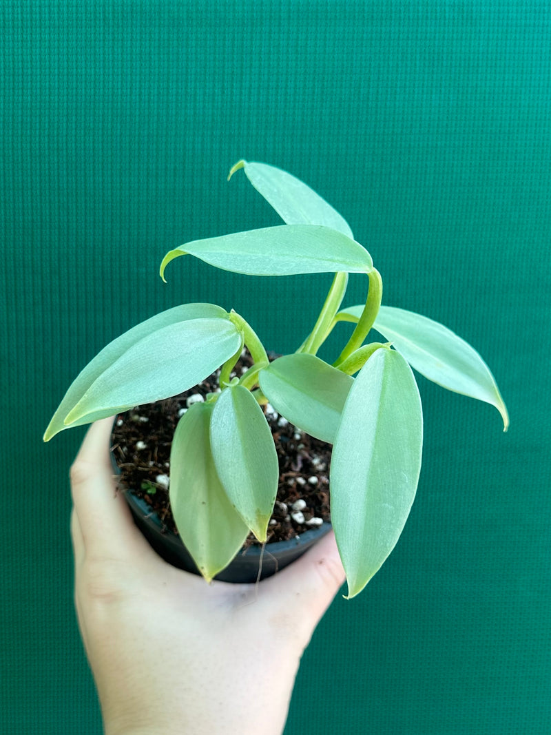 Philodendron hastatum