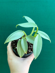 Philodendron hastatum