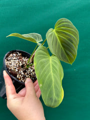 Philodendron ‘Splendid’