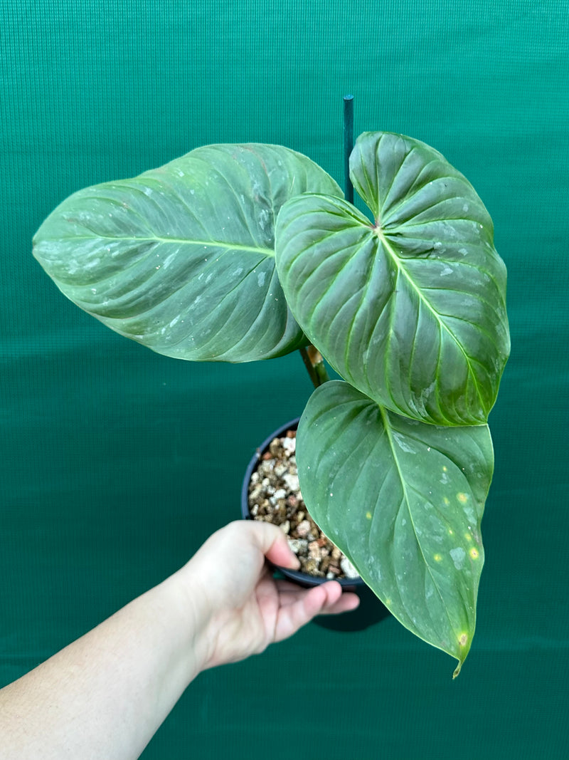 Philodendron 'Majestic' (Verrucosum x Sodiroi)