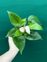 Anthurium NOID 2
