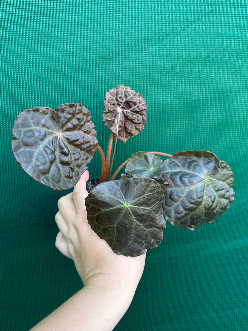 Begonia mumtaz