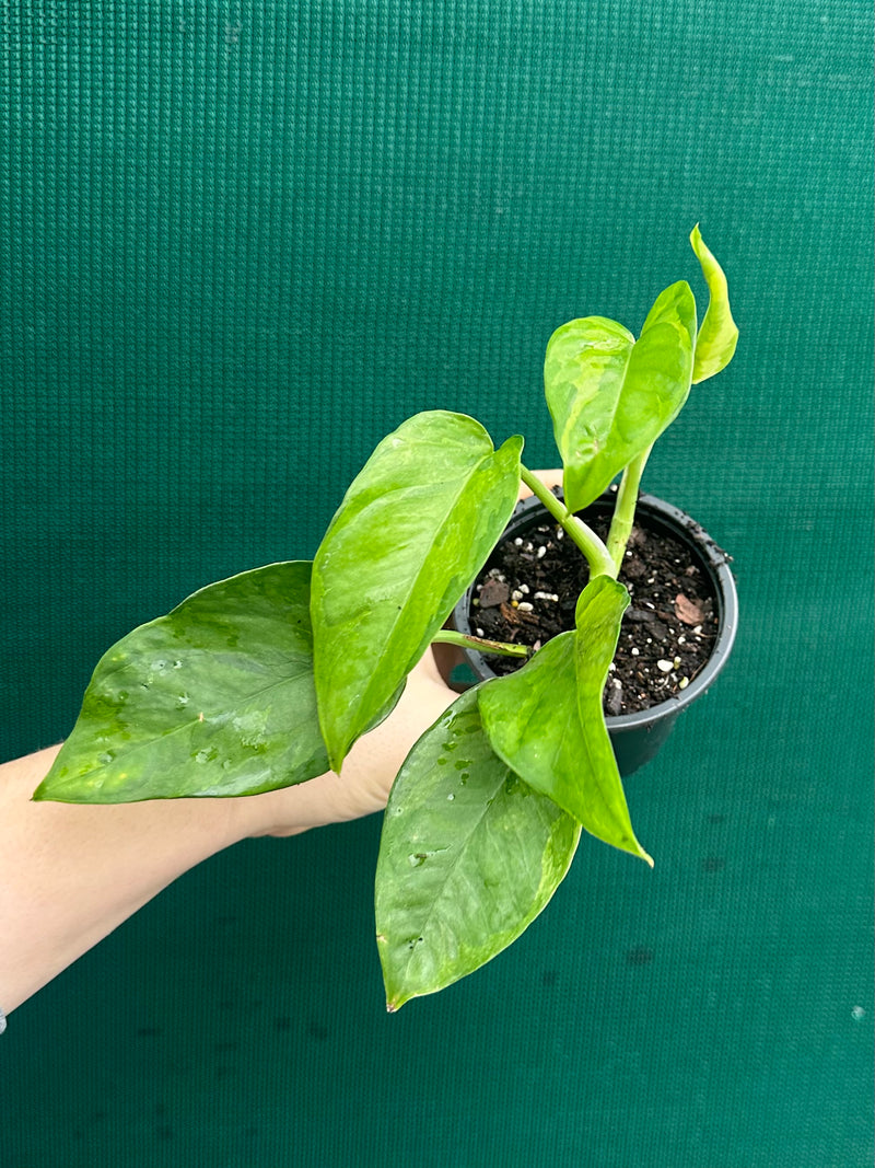 Pothos 'Green Queen’