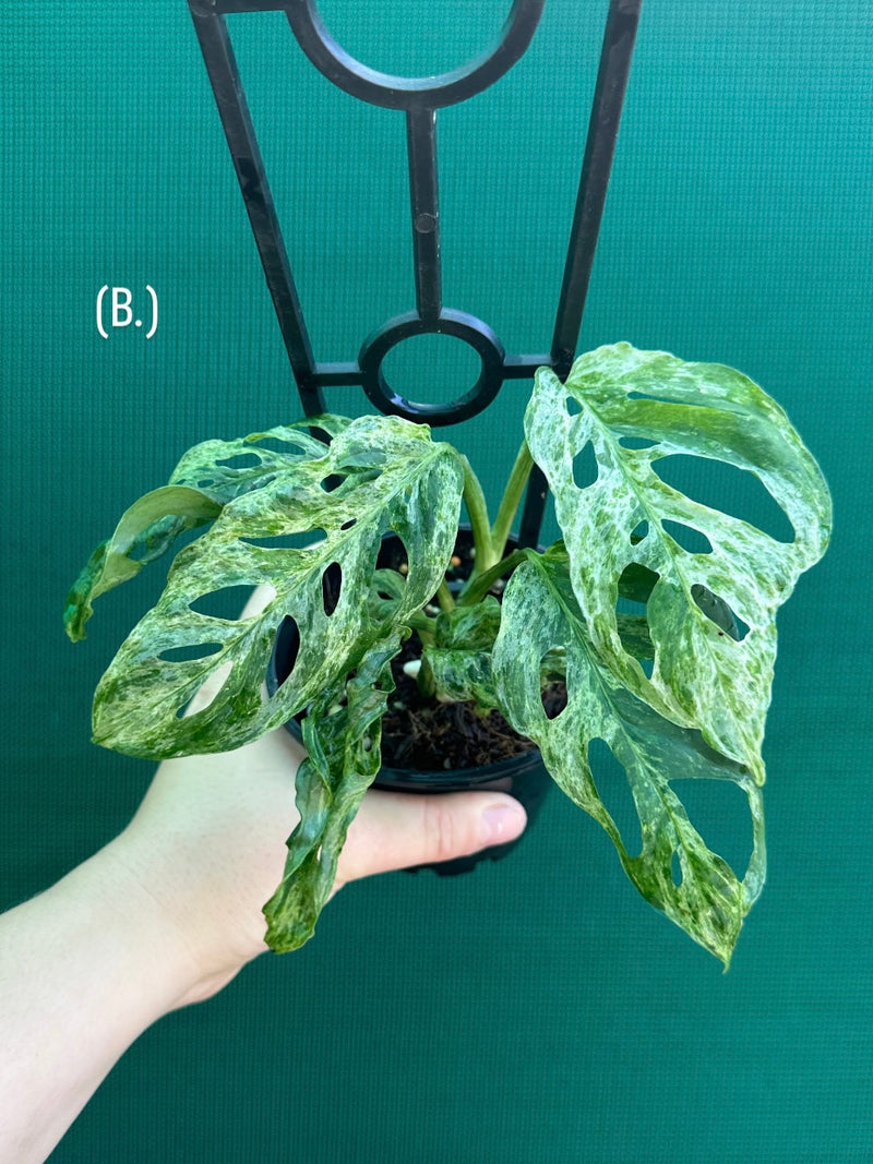 Monstera ‘Adansonii’ Mottled Variegation NEW