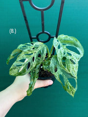 Monstera ‘Adansonii’ Mottled Variegation NEW
