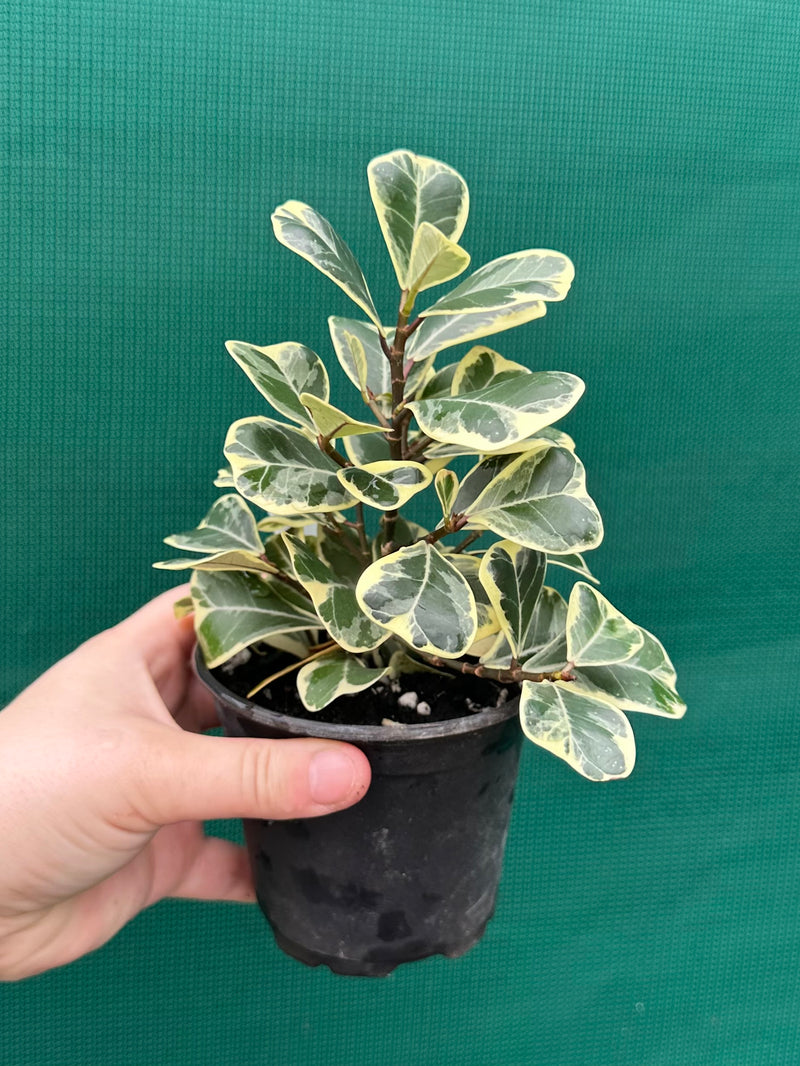 Ficus albo