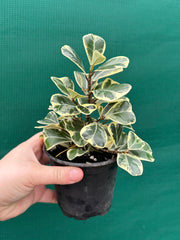 Ficus albo