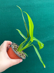 Philodendron ‘Domesticum’