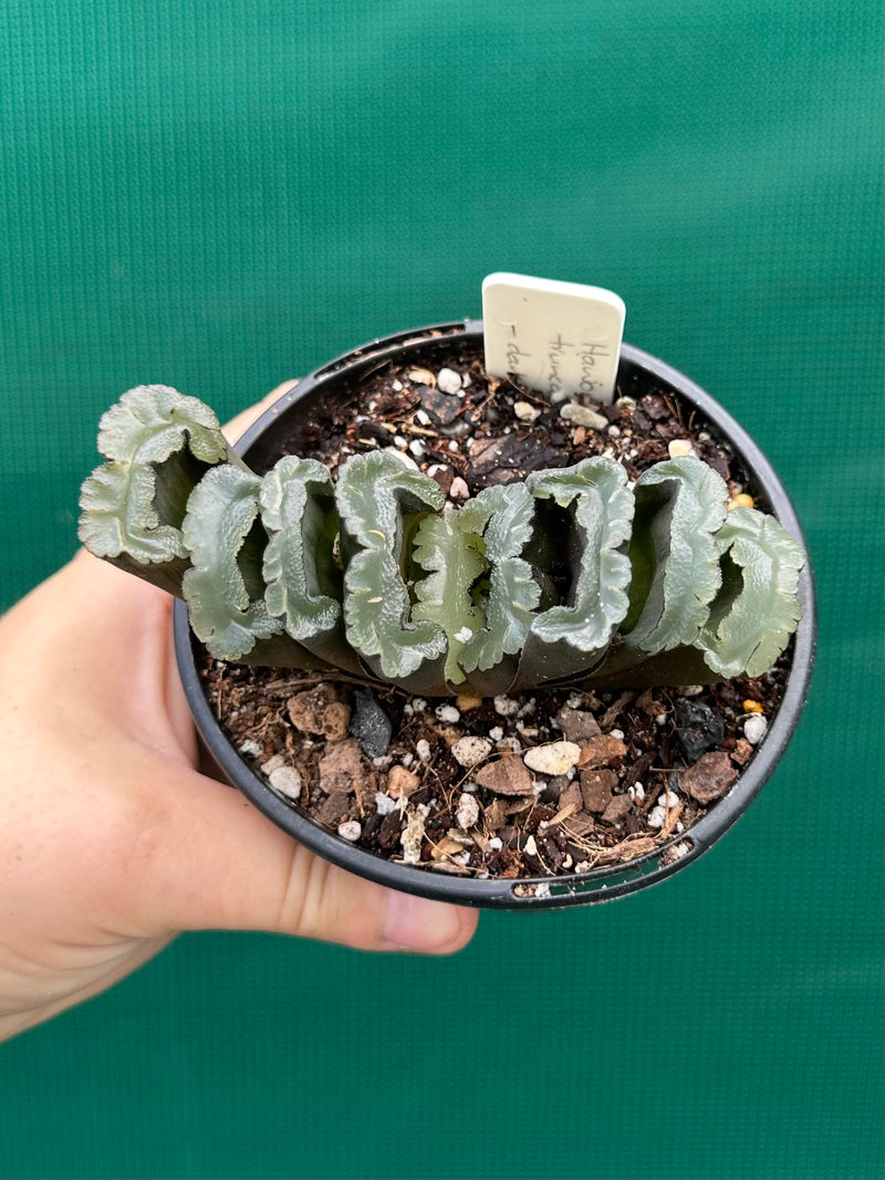 Haworthia truncata dark green NEW
