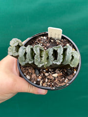 Haworthia truncata dark green NEW