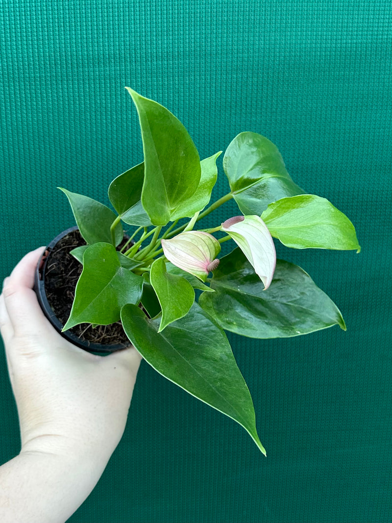 Anthurium NOID 2