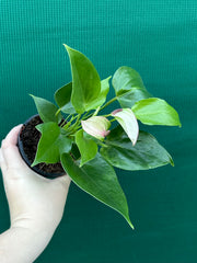 Anthurium NOID 2