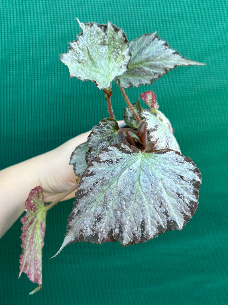 Begonia ‘Blanche’