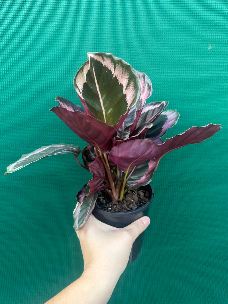 calathea dotti Calathea 'Dotti'
