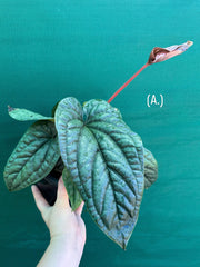Anthurium luxurians x radicans