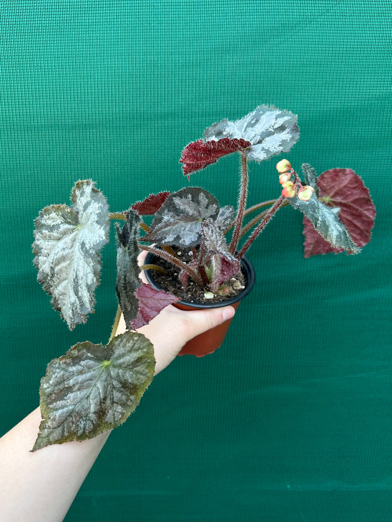 Begonia NOID 6