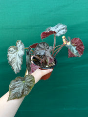 Begonia NOID 6