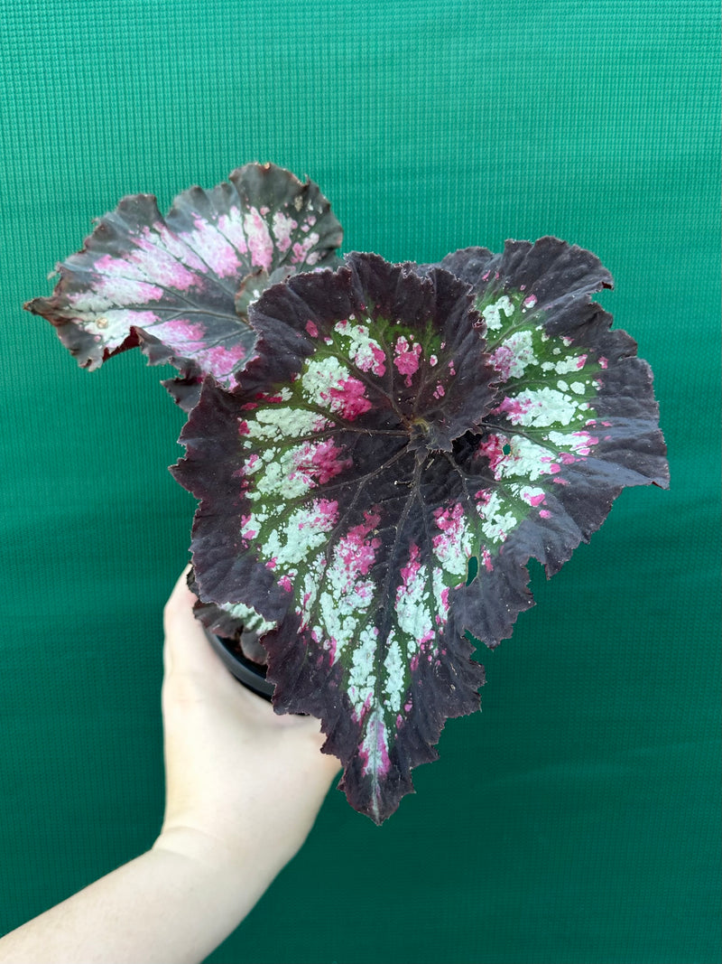 Begonia ‘Cherry Bright’