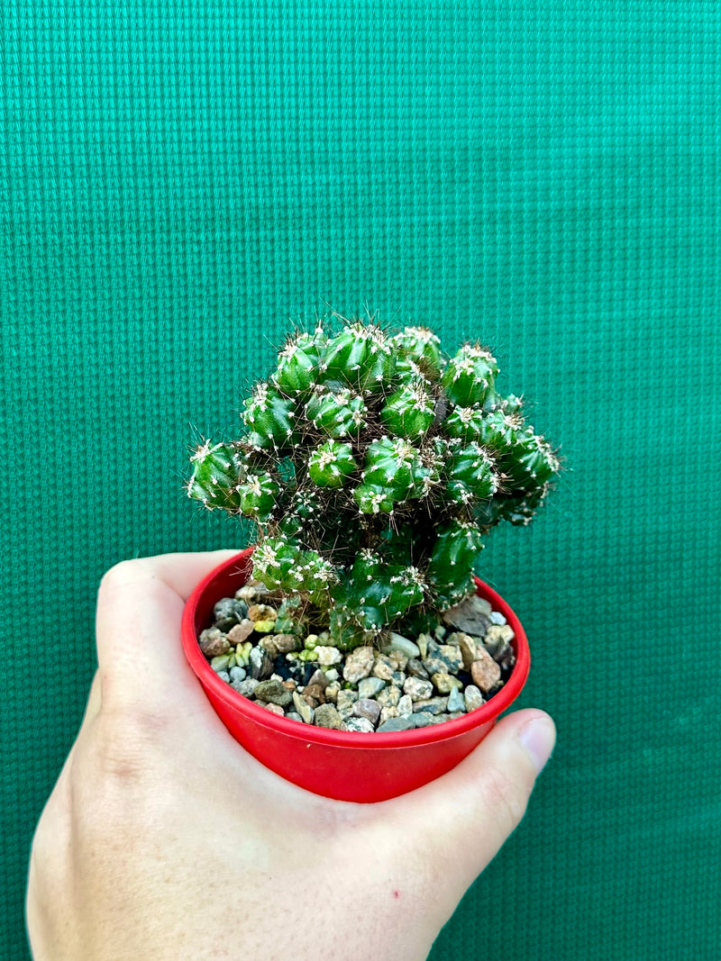 Cereus monstrose