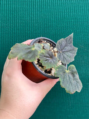 Begonia ‘Capricorn Sunset’