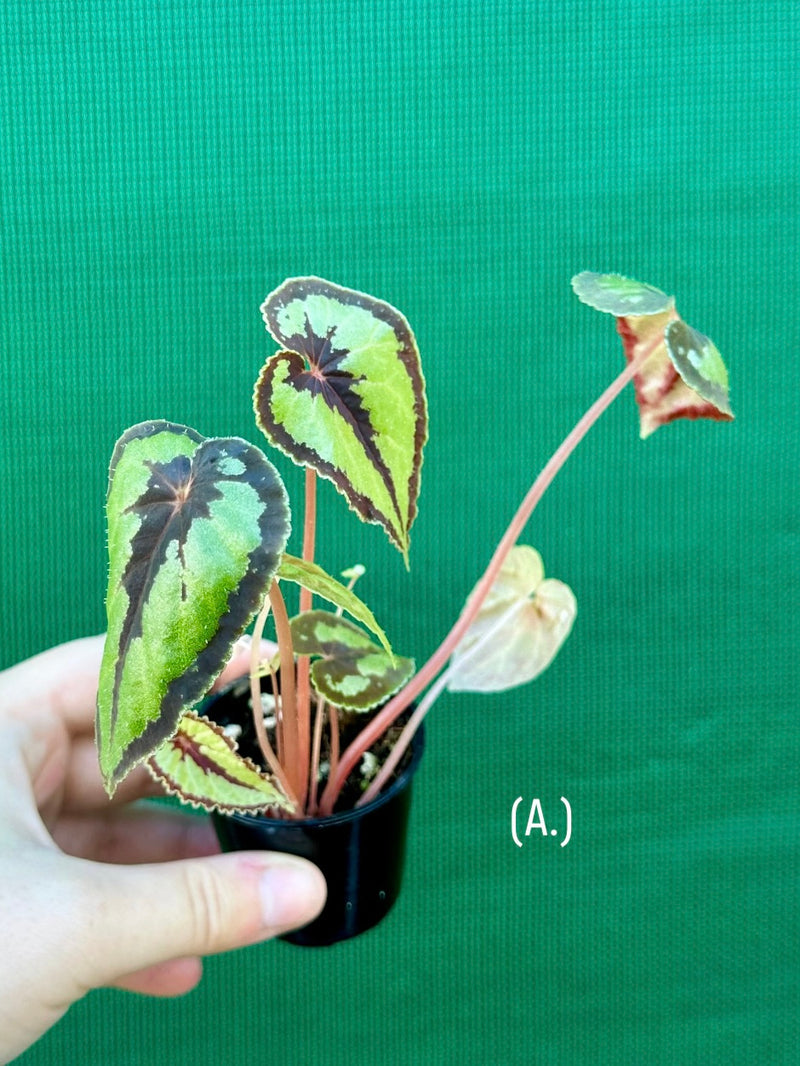 Begonia Dinhdui