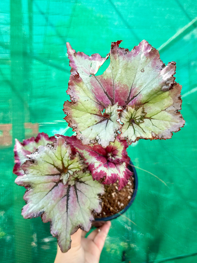 All Plants - Page 4 | Aroids Australia