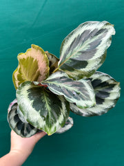 Calathea ‘Roseopicta’