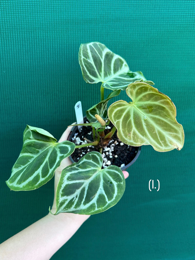 Anthurium crystallinum hybrid NEW