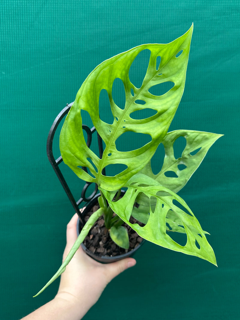 Monstera epipremnoides NEW