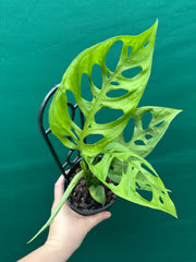 Monstera epipremnoides NEW