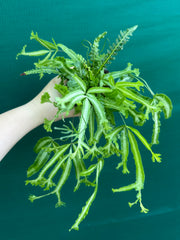 Pteris Fern Unknown 1