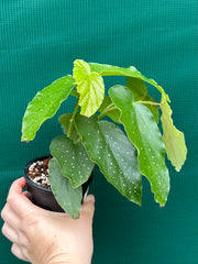 Begonia Angel Wing NOID