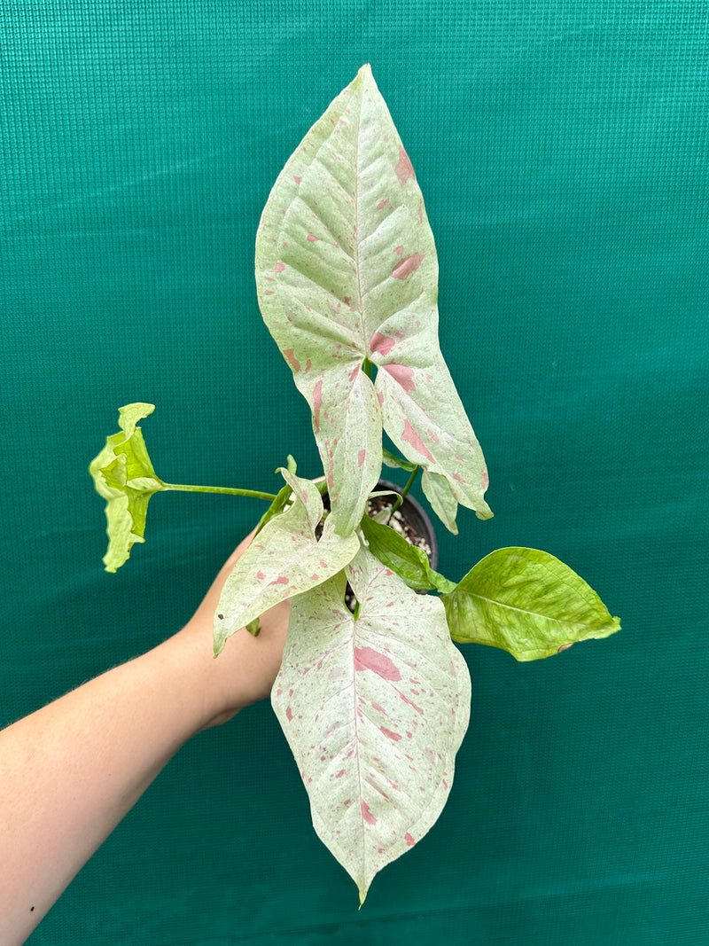 Syngonium ‘Confetti’
