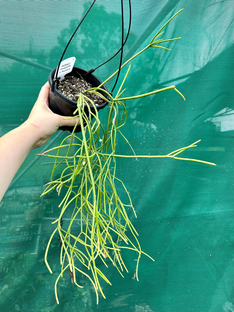 Rhipsalis Micrantha f. Villarica