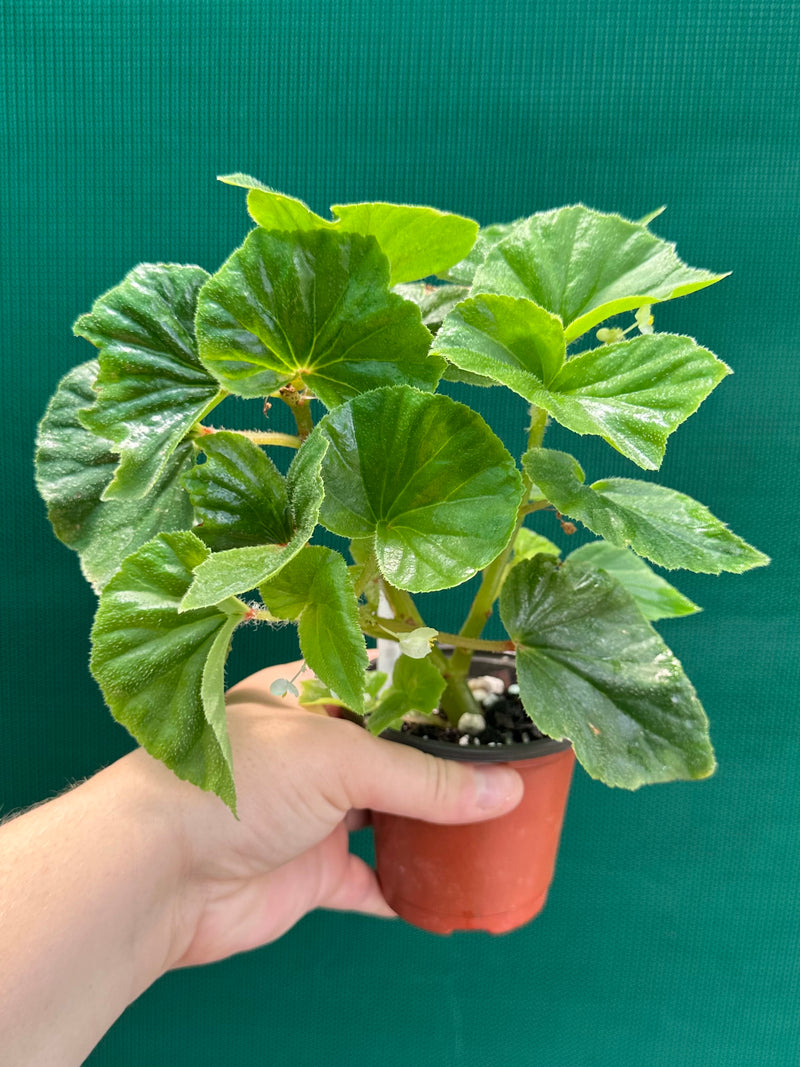 Begonia hirtella