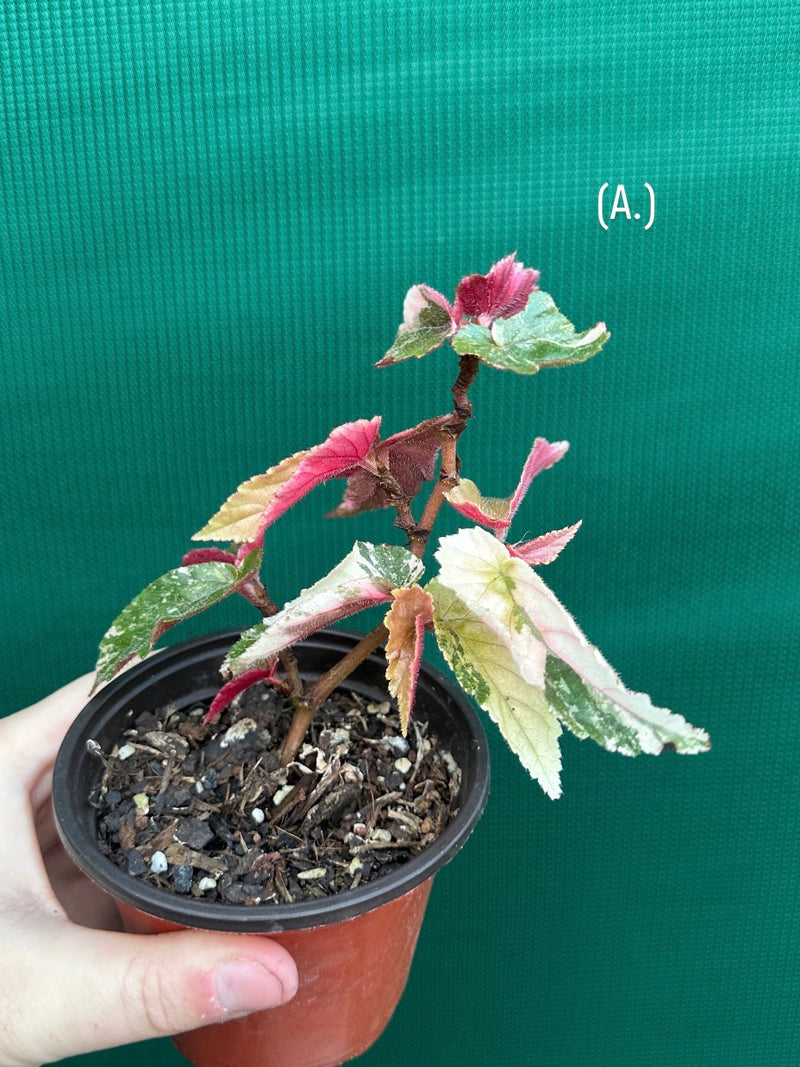 Begonia ‘Ginny Galaxy’