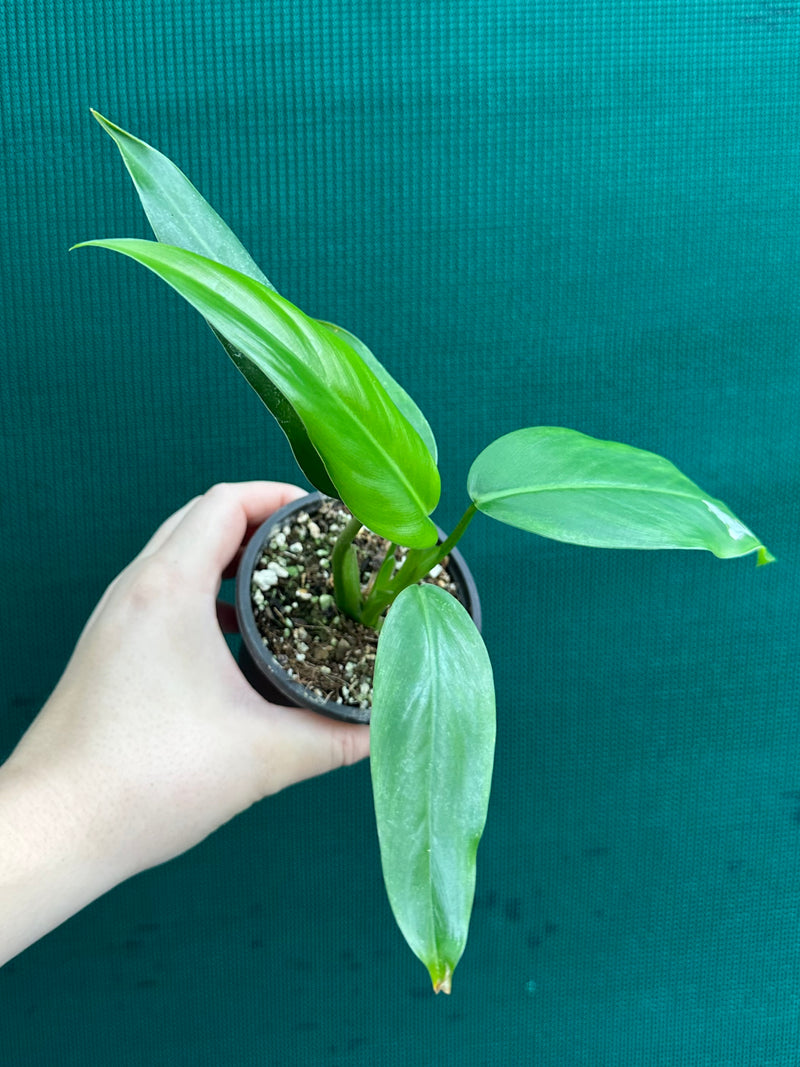 Philodendron ‘Domesticum’