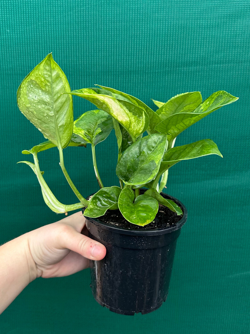 Pothos 'Green Queen’