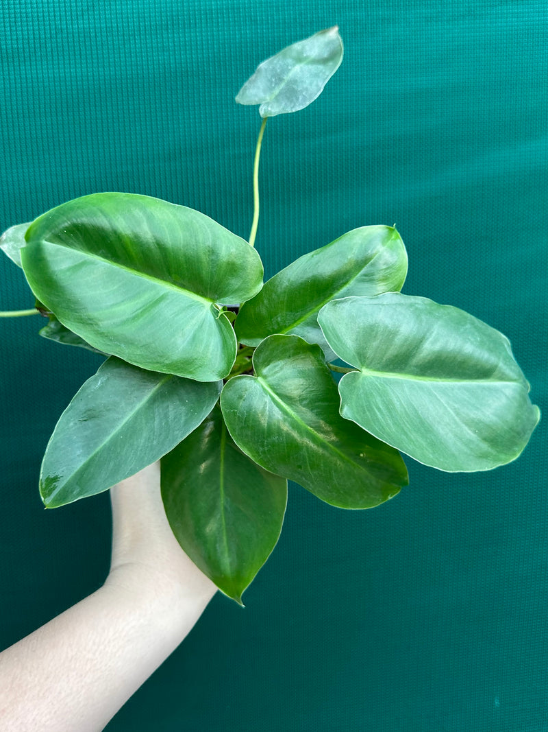 Philodendron ‘Burle Marx’