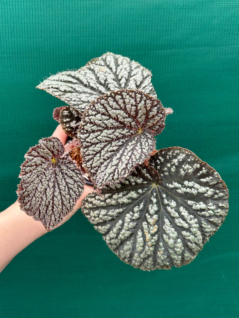 Begonia ‘Sri Lankan Beauty’