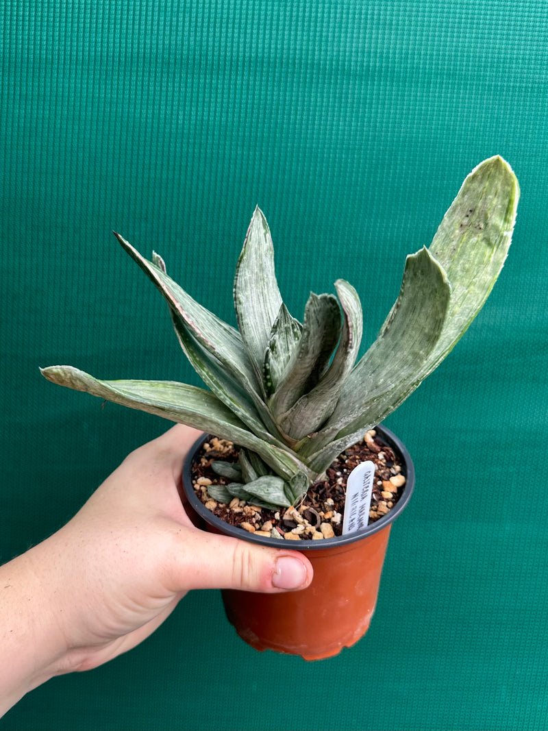 Gasteria nigricans var. marmorata f. variegata