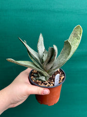 Gasteria nigricans var. marmorata f. variegata