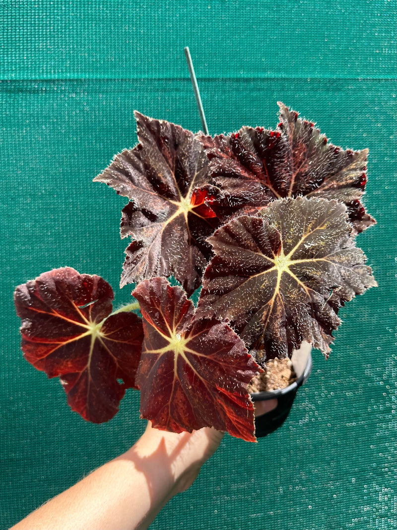 Begonia ‘Brad Thompson’